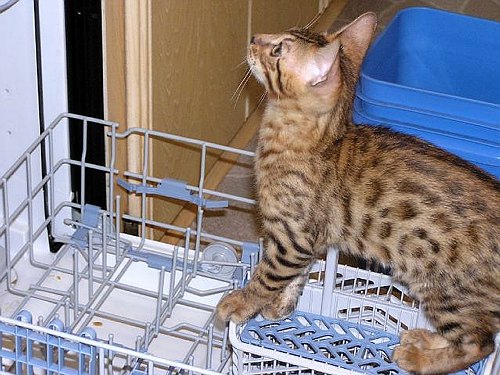 Lancelot So this is a diswhasher